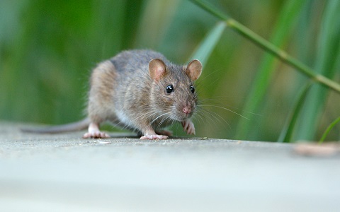Las ratas son los principales reservorios animales de la peste